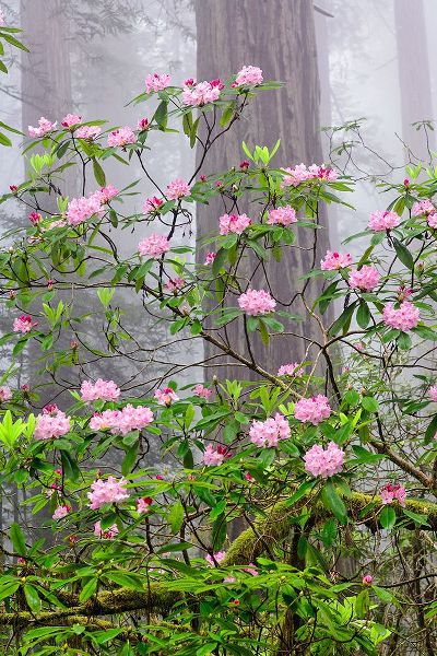 Jones, Adam 아티스트의 Pacific Rhododendron in foggy redwood forest-Redwood National Park작품입니다.